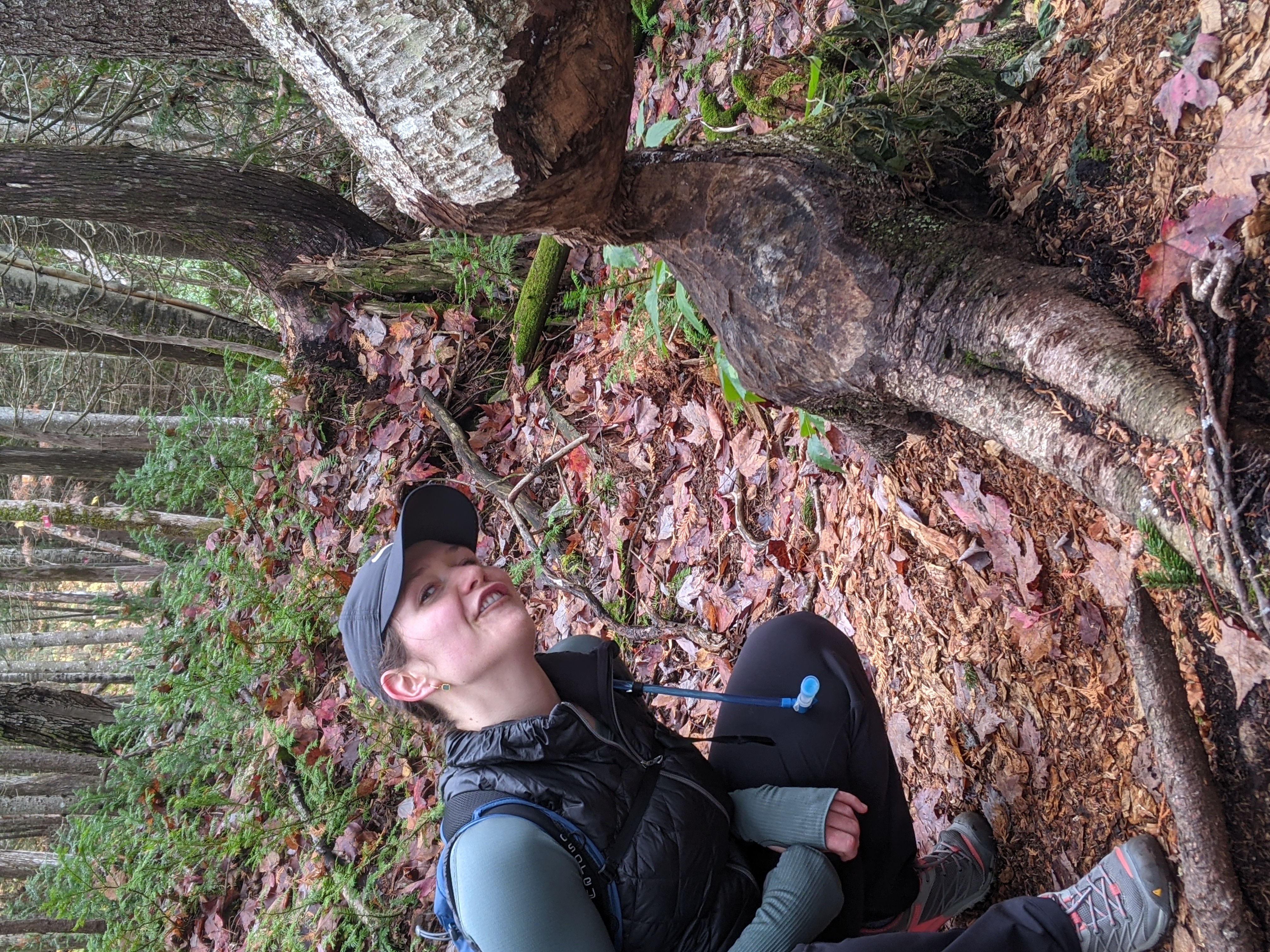 The bottom of a tree shaped into an hour glass shape by a goffer with a girl standing next immitating the chomp of the goffer