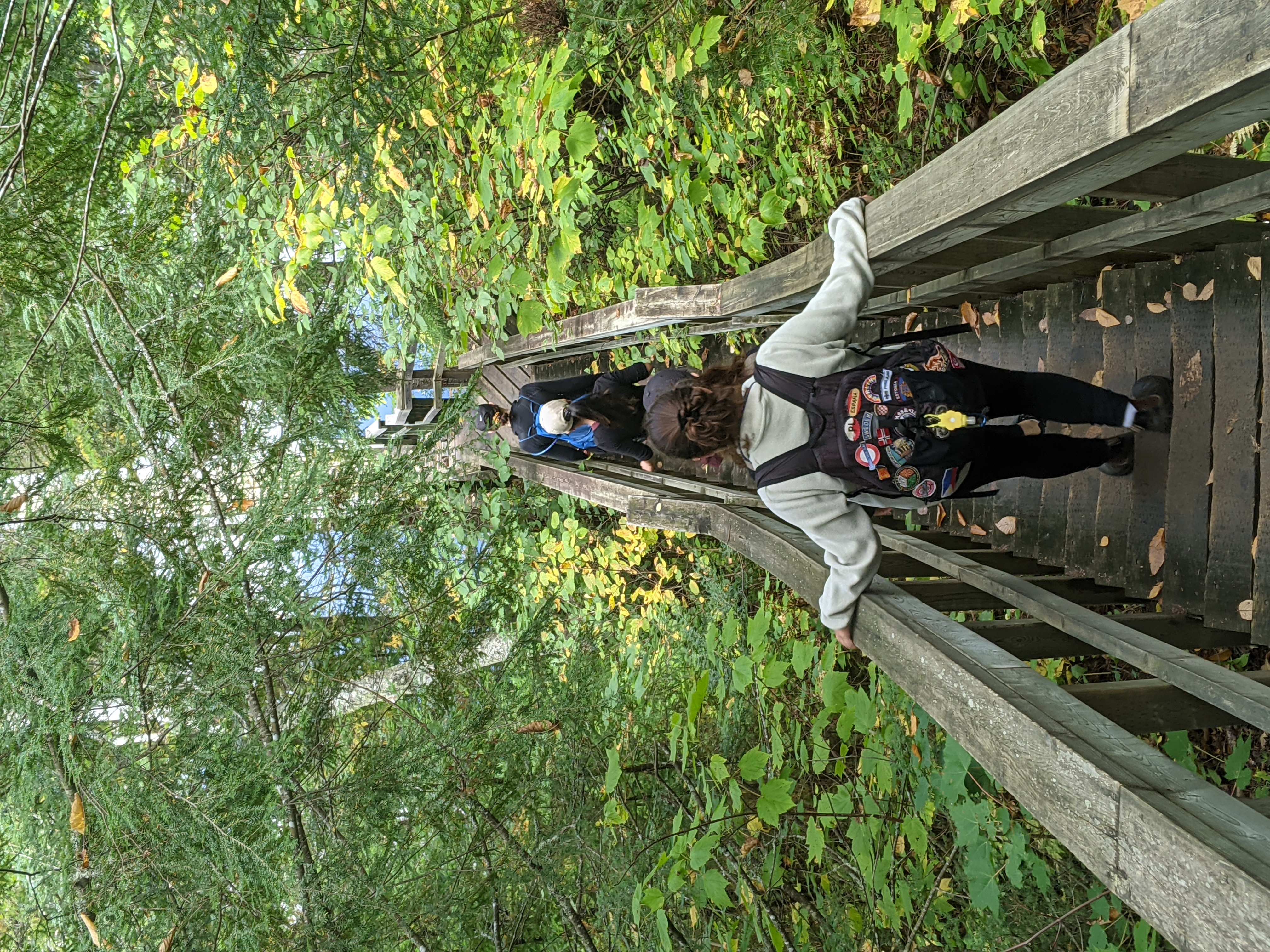 A line of people walking down narrow wooden steps built into a forest path leading towards a small creek.