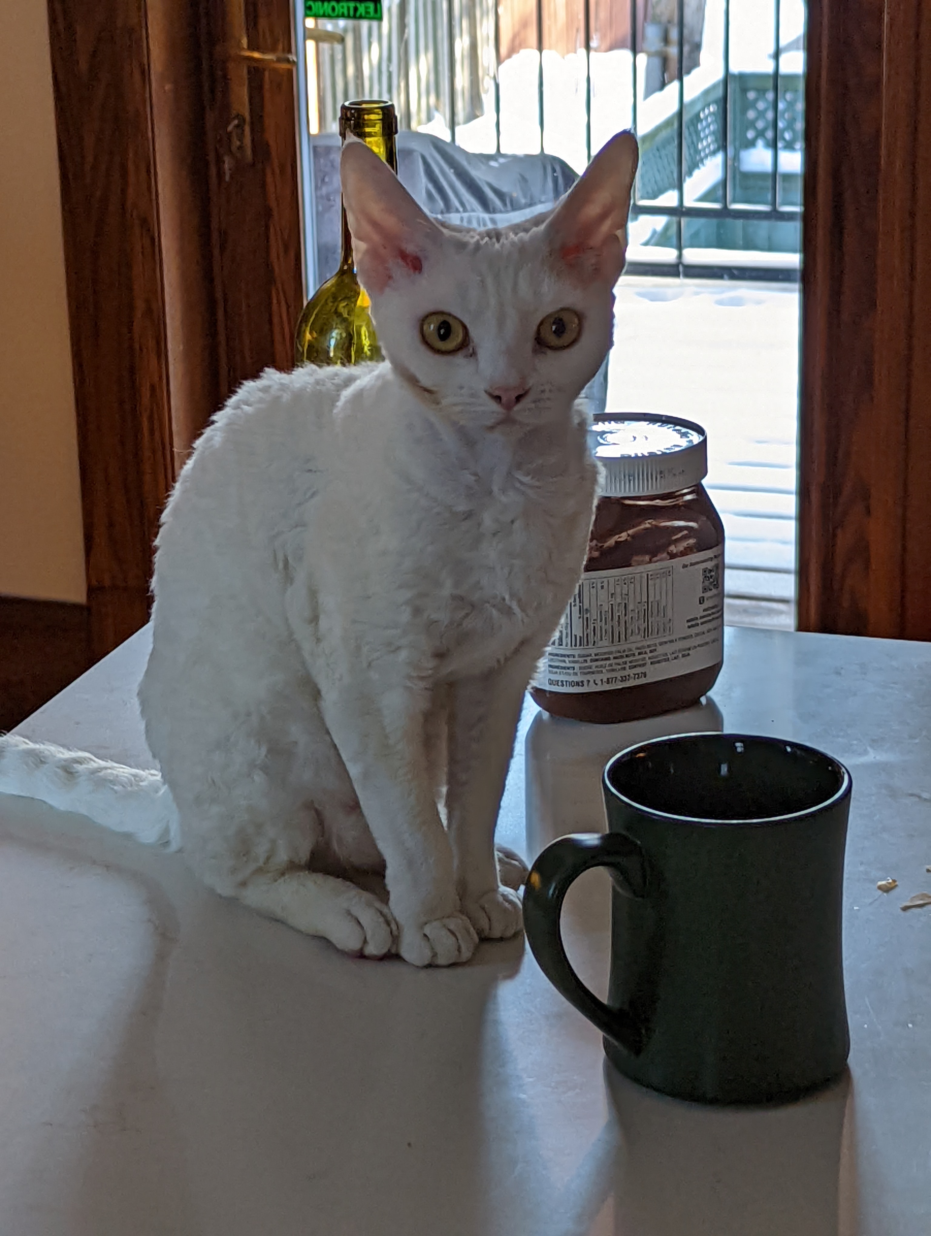 A white cat with pointy ears posing in front of a coffee mug looking at the photographer.