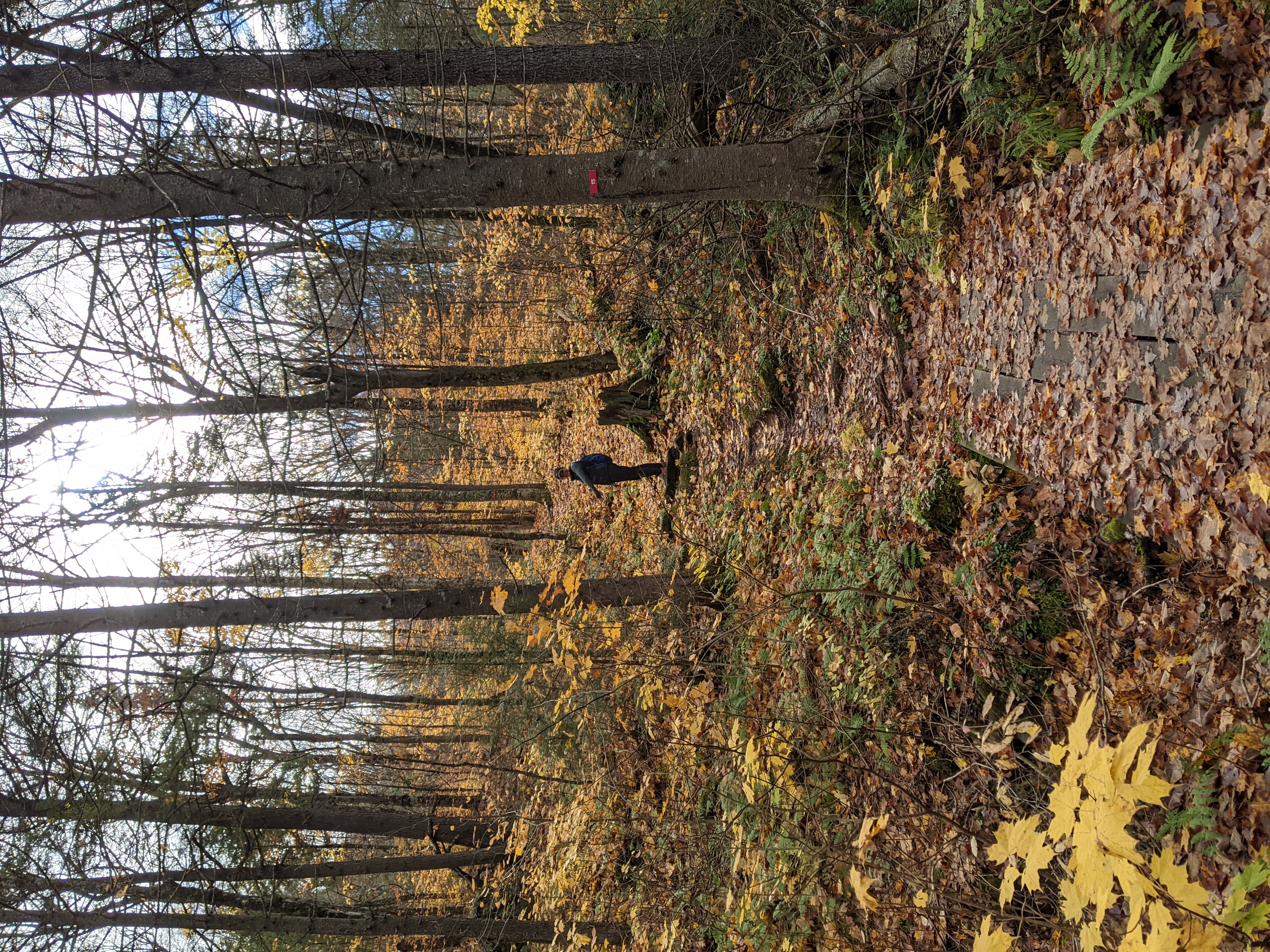 Layers of multicolored leaves once wrapped the nude trees are covering the path leading to the man in the center of the picture. Taken at the Park National de la Mauricie. 