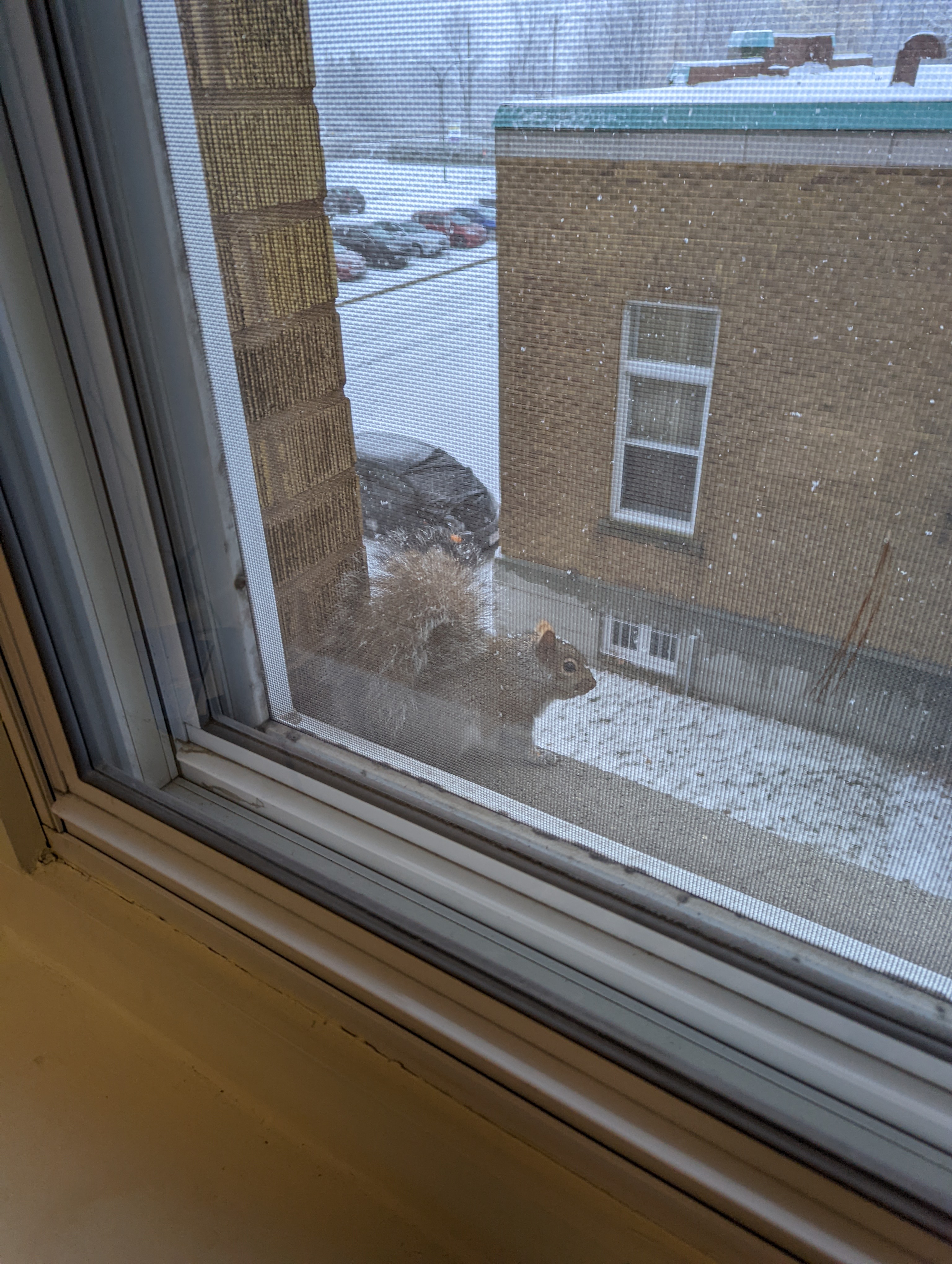 A squirel resting on a second floor windowsill with snow covering the surfaces below