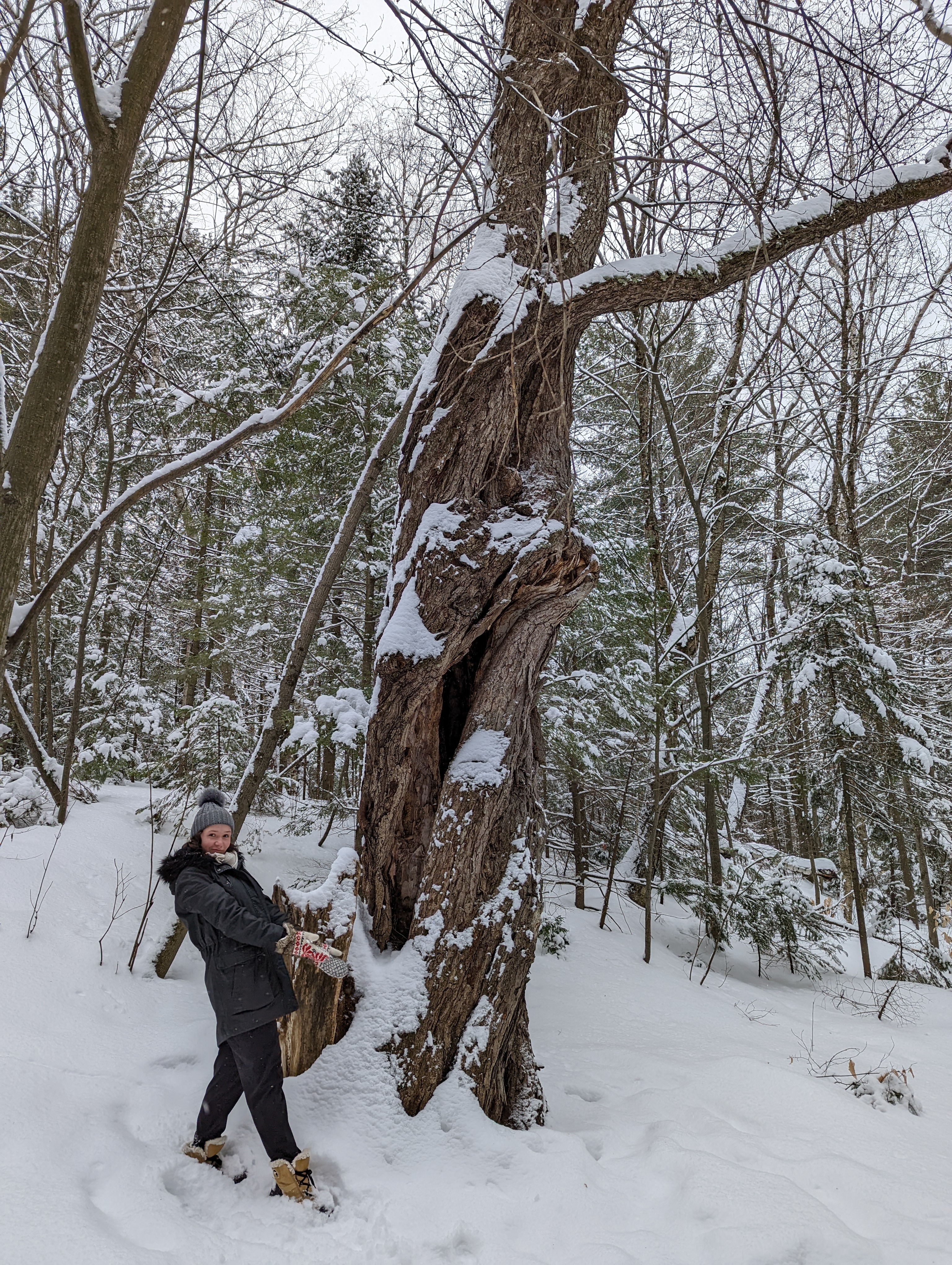 A woman standing in front of and pointing towards a tree made of two interweaving trees that are spliting apart